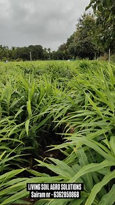1.3K views · 970 reactions | Ginger farming ✅ #gingerfarming #gingerfarmers✌✌✌ #gingercultivationtechniques #gingers #trendingreelsvideo #trending #agriculture #agribusiness #pyricularia #leafspotdisease #blast #adikenadu #karnataka #nativo #excaliamax | Living soil agro solutions | Facebook