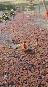 Fish trapping bait #Amazing #fishingtrap #reels | Daily Fishing Vlog