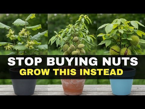 Grow These 7 Tiny Nut Trees in Containers and Never Buy Nuts Again!