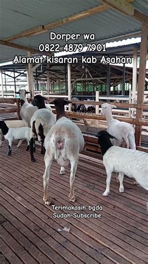 Dorper breeding #dombakontes #domba #dombahamil #ternak