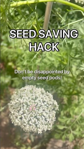 Easy SEED SAVING hack! Catch the seeds before they get blown away or eaten 🌱