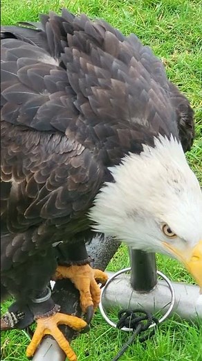 BALD EAGLE