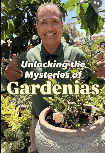 How to Grow Healthy Gardenias: Soil, Drainage & Fertilizer Tips