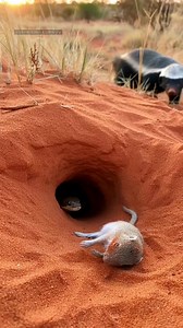 In a dry, open landscape marked by loose soil and scattered shrubs, a honey badger approaches a small burrow with focused intensity. The ground shows signs of movement beneath the surface, and the air feels tense as the animal begins to dig with rapid, powerful strokes. Dust flies as the badger forces its way deeper, refusing to retreat. Suddenly, the struggle breaks into the open as a snake is pulled from the burrow, twisting and striking in defense. The honey badger holds firm, unrelenting, dr