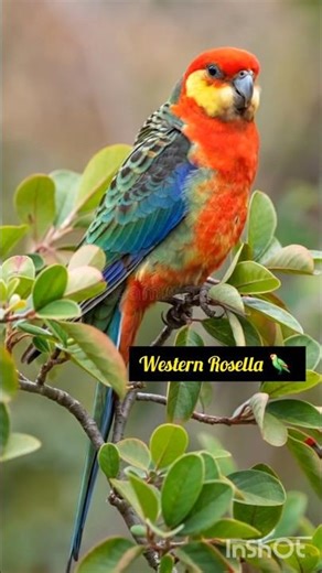 Colourful 💐 parrot 🦜 #parrot #birds #shorts #BestVibes