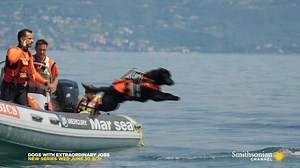12K views · 189 reactions | The long wait is finally over! Learn how these pups work every day as rescuers, in tonight's 8 PM premiere of Dogs With Extraordinary Jobs: The Rescuers with Victoria Stilwell. Did YOUR dog rescue you? #DogsWithJobs | Smithsonian Channel | Facebook