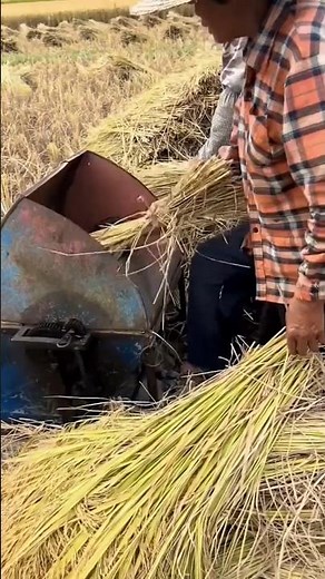 Techniques for threshing rice using machines