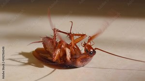 Cockroach lying upside down on floor in house and trying to get up on and stand close up, House cockroach lying upside down on floor carpet