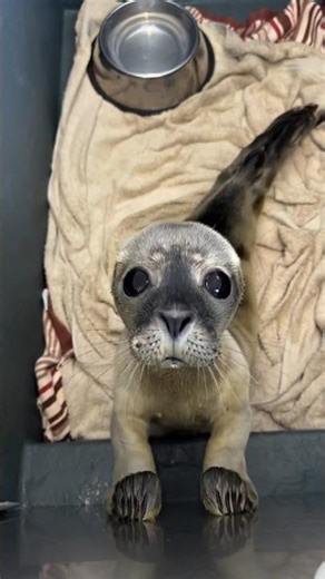 Fish please 👉🏼👈🏼All the little bellies are slowly growing! Each pup is fed X5 a day! So proud of