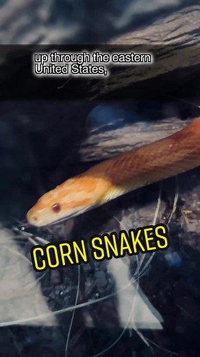 Corn Snakes: The Perfect Beginner Reptile Guide