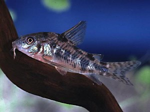 Коридорас крапчатый