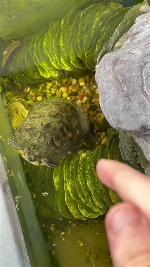 Mazzy The Snapping Turtle’s Enclosure Outside