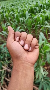 #grasshopper #anyuniqueanimals #insects #beautifulinsects