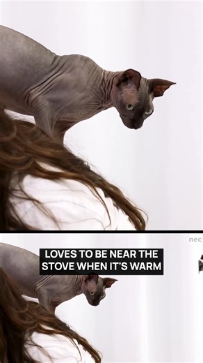 24K views · 110 reactions | Does Bloopie seem mischievous to you? #pets #blinddate #jubilee | Jubilee | Facebook