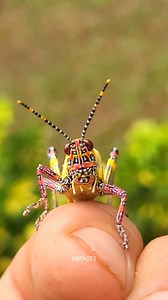 2.2K views · 4.1K reactions | Grasshopper Has Ears… On Its Belly! 聯 . . . #giraffe #grosshopper #chocolatemilk | H S FACTS | Facebook