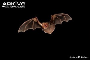 Eastern red bat - Alchetron, The Free Social Encyclopedia