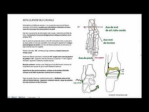 Articulation talo-crurale 2
