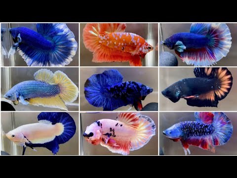 15 Most Beautiful Types of Betta Fish in the world. #viral #video #betta