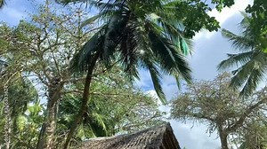 Coconut falling from coco palm tree to the ground. Coconut palm tree on tropical island drops ripe coconut which falls to the earth in slow motion.