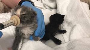 Please share! Orphaned kittens, like these, have a decreased chance of survival and do not thrive in the shelter environment. If you find kittens, please allow at least 24 hours for the mother to return. Many times she has just stepped away and is still caring for the kittens. If you’re able to provide care for these little ones, we encourage you to do so. We can offer assistance and guidance. These two will soon be taken in by a foster parent, but resources are limited. #KittenSeason | Orange C