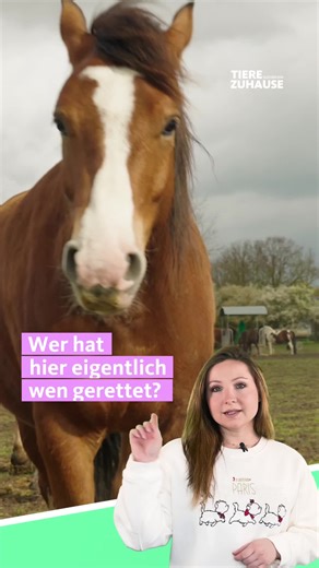 Rettung eines Schlachtfohlens: Tyler findet ein neues Zuhause voller Liebe