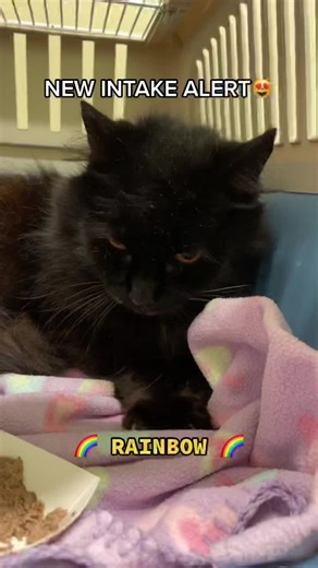 We Care Animal Rescue on TikTok