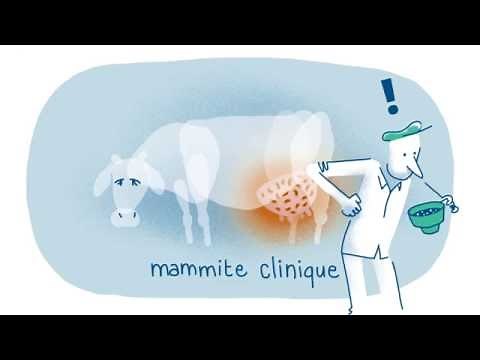Mammites et cellules, même combat