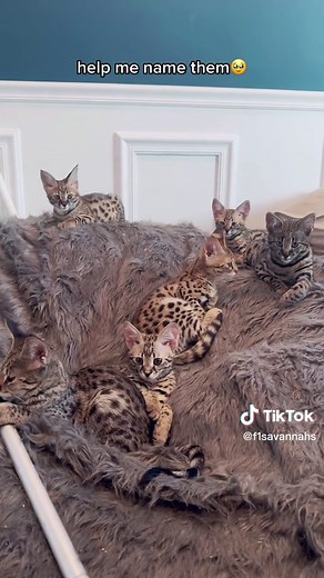 Adorable F1 and F2 Savannah Kittens for Adoption