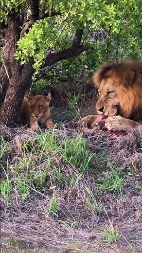 Lion Eating Giraffe Sighting On Kruger Park Safari #animalsightings #krugersafari #krugersightings
