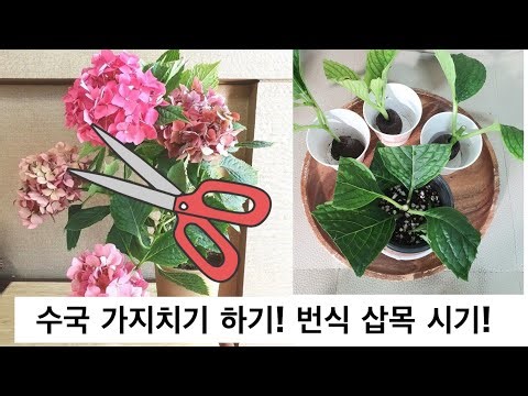 수국 가지치기, 삽목 번식 하는 시기 언제? 키우는 방법 !