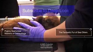 Watch sea urchins turn themselves inside out to be reborn