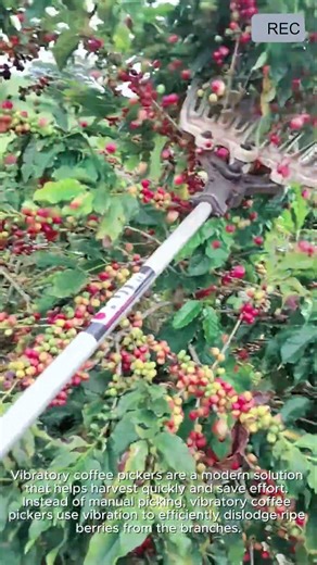 Coffee Harvest Vibrating Tool Fast Clean High Yield