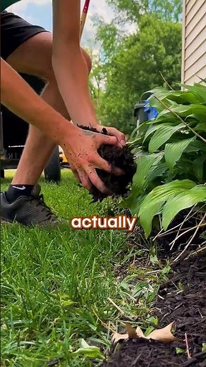 Why Rubber Mulch Destroys Lawns!