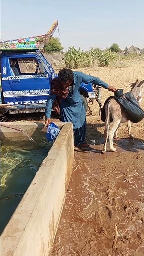 A Man Filling Water Bags on a Donkey | Village Life Short