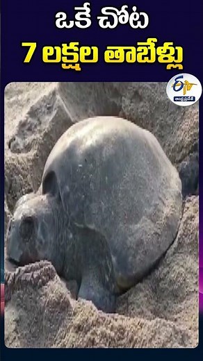 ఒకే చోట 7 లక్షల తాబేేళ్లు