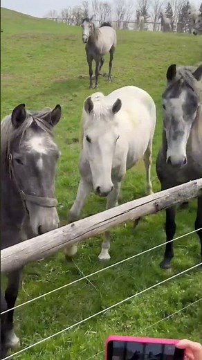 Die Junghengste des Lipizzanergestüts Piber - Heimat der Lipizzaner der Spanischen Hofreitschule