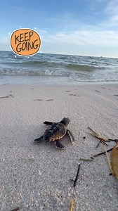 Keep going! We can’t get enough of this precious little making her way to the ocean 🐢🌊🥰! Just keep swimming! Two newly hatched Loggerhead sea turtles were released in the Florida Keys this evening. They arrived at The Turtle Hospital partially in the egg (pipped) and finished hatching out today. They both swam strong and are in their ocean home! #babyanimals #seaturtle #hatchlings #loggerhead #rescuerehabrelease #seaturtleconservation #seaturtlehospital #releasedaysarethebestdays #connectandp