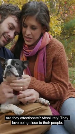 7 Questions Everyone Asks About Boston Terriers