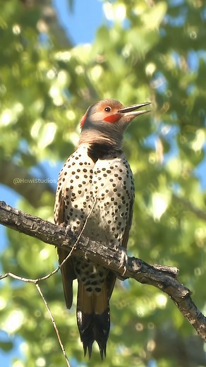 A Singing Flicker Bird WincentQisbA #bird #nature #wildlife | HAWI Studios