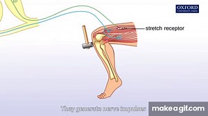 Knee jerk reflex on Make a GIF