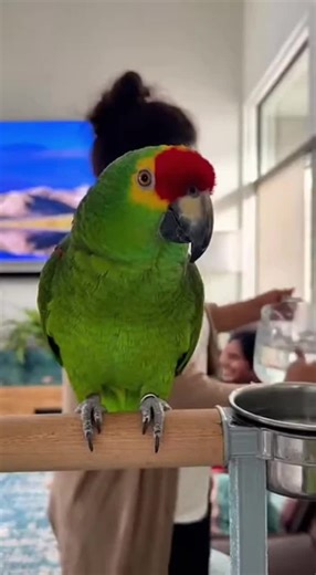 Parrot funny jokes 😂🤣 #talkingparrot #parrotcomedy #funnyparrot #parrot #viralreels