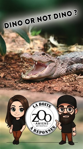 Zoo d'Amiens Métropole on Instagram: "🦖 La Boîte à Réponses – Les dinosaures sont-ils encore parmi nous ? Spoiler : Oui… mais pas comme vous l’imaginez ! 🐦 👉 Découvrez comment les dinosaures ont évolué et pourquoi certains sont toujours là, grâce à la classification des espèces. 🎥Regardez la réponse complète sur YouTube : Zoo d'Amiens Métropole 💡La Boîte à Réponses, c'est vos questions... et nos réponses claires, parfois surprenantes ! Abonnez-vous à notre chaîne YouTube pour ne rien manque