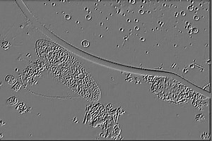 Microscopic educational. A clip of Paramecium using differential contrast imaging to accentuate the contractile vacuoles and ciliary action