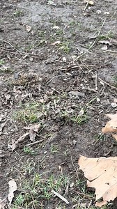 Snared otter is not happy. | Dunlap LURES