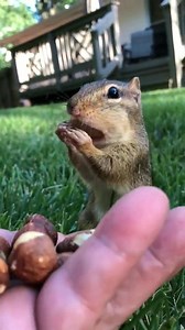 3.2K views · 249 reactions | The Squirrel eating nuts (New video) | Squirrel Lover | Facebook