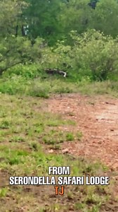 Incredible sighting of a hyena eating the brains out of a hippo. | MAX Nature