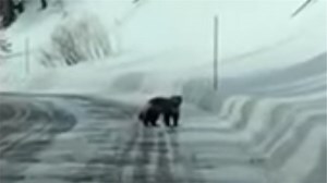 Incredibly rare footage of "the unicorn of Yellowstone" (aka a wolverine)