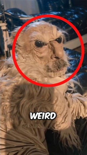 Top 5 Weirdest Dogs Ever Seen‼️😱 #dogs #animals #shorts