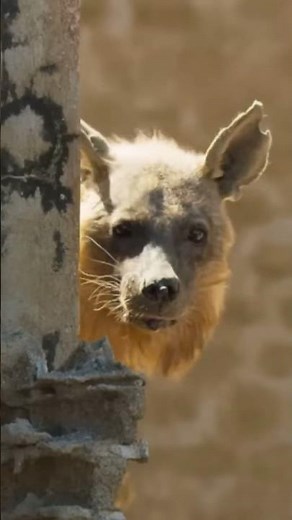 Brown Hyena’s everything you need to know