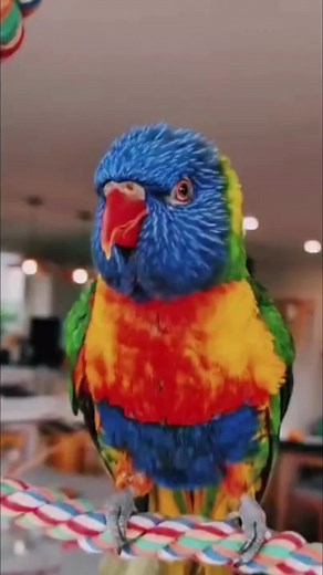 Dazzling Dance of Rainbow Lorikeet Parrot